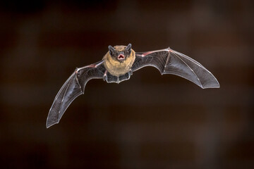 Flying Pipistrelle bat in front of brick wall - obrazy, fototapety, plakaty