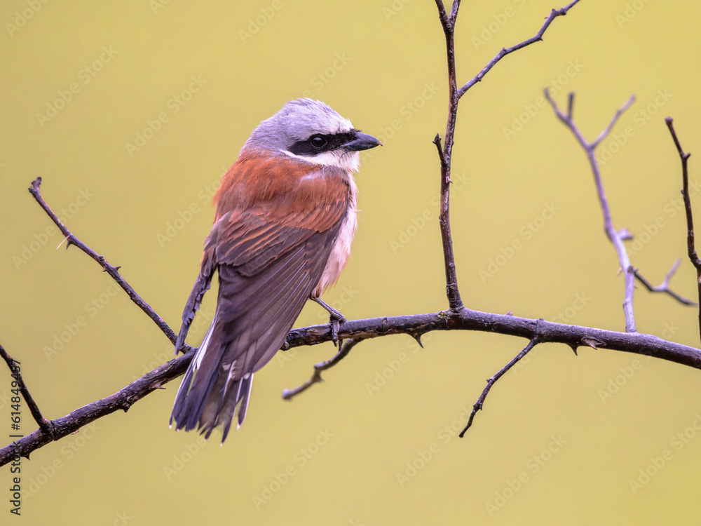 Sticker Red Backed Shrike perched on branch