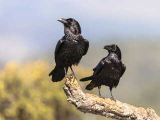 Pair Common Raven gleaming in sunny weather