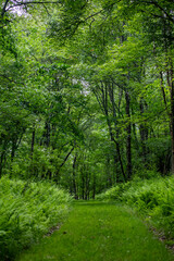 Footpath in the forest