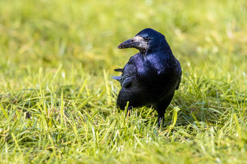 Portrait of Eurasian rook
