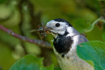 White wagtail (Motacilla alba) is a common and widespread small passerine bird.