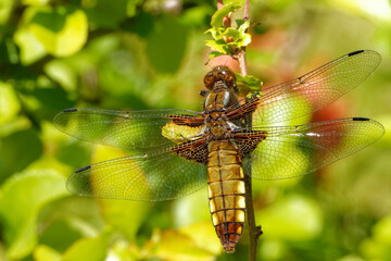 Libellula depressa, a female specimen, on a Chaenomeles branch.