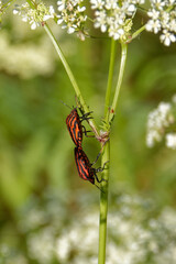 Mating shield bugs, Graphosoma lineatum