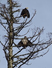 eagles nesting and resting