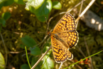 Heath fritillary in the forest.