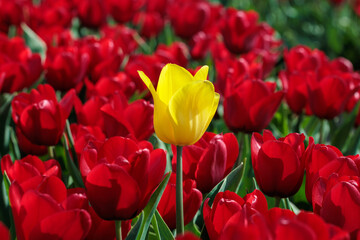 Single vibrant yellow tulip in a field of red tulips