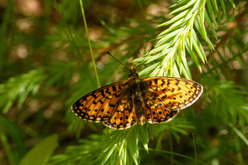 Small pearl-bordered fritillary on young fir-tree.