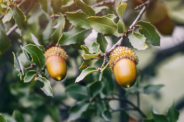 A lush cluster of Kermes oak leaves adorns the branches, interspersed with acorns, creating a...