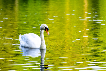 White swan peacefully gliding through crystal clear waters in a serene pond.