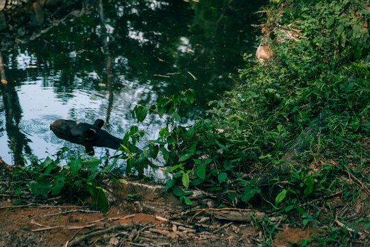 Tapir in the water. South American tapie Tapirus terrestris