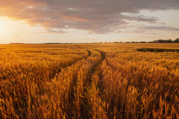 Ripe wheat fields, agricultural land, pre-harvest state at beautiful sunset - 614852629