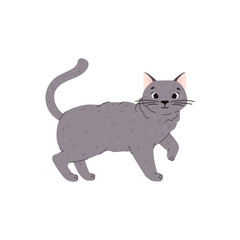Cute and funny cat of british shorthair breed, flat vector illustration isolated on white background.