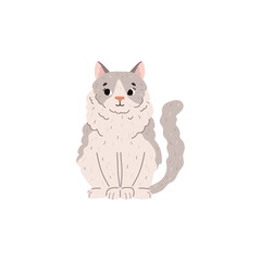 Fluffy ragdoll cat sitting, cartoon flat vector illustration isolated on white background.