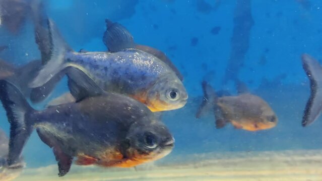The red-bellied piranha, also known as the red piranha swimming gracefully in aquarium