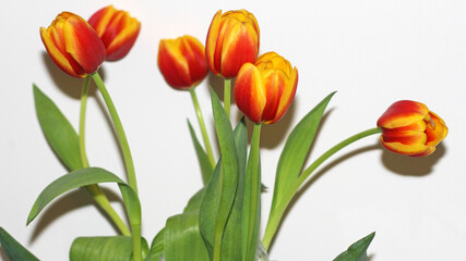 Red and yellow tulips on white background