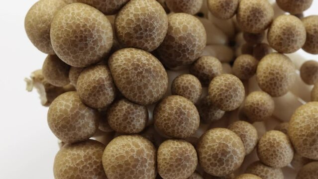 groupe de champignons bruns bunas Himeji isol&eacute;