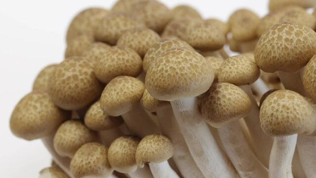 groupe de champignons bruns bunas Himeji isol&eacute;