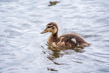 Cute little duckling swimming alone in a lake or river with calm water
