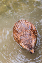 Wild animal Muskrat, Ondatra zibethicuseats, eats on the river bank