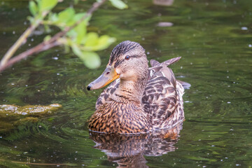 Mallard female Duck swims in the pond in the rain.