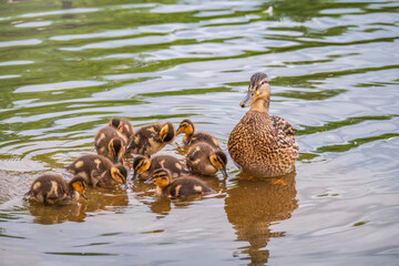 A family of ducks, a duck and its little ducklings are swimming in the water. The duck takes care of its newborn ducklings. Mallard, lat. Anas platyrhynchos