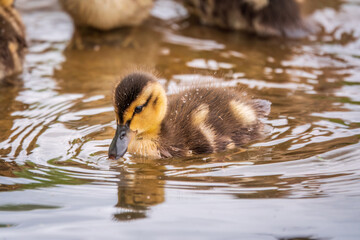 Cute little duckling swimming alone in a lake or river with calm water