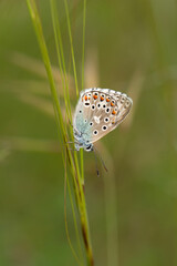 Macro shots, Beautiful nature scene. Closeup beautiful butterfly sitting on the flower in a summer garden.