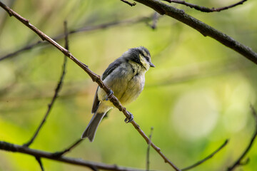 A blue tit (Cyanistes caeruleus) sitting on a branch