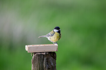Small bird eating Birdseed in the winter