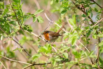 A closeup shot of a European robin bird perched on a branch