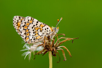 Macro shots, Beautiful nature scene. Closeup beautiful butterfly sitting on the flower in a summer garden.