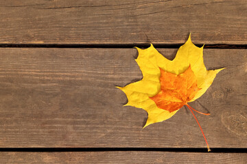 Maple leaves on wooden background with copy space