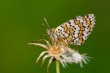 Macro shots, Beautiful nature scene. Closeup beautiful butterfly sitting on the flower in a summer garden.