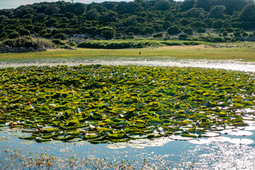 Viele Seerosen auf einer sumpfigen Wiese