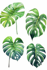 Set of watercolor monstera plant leaves on white , generative AI
