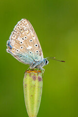 Macro shots, Beautiful nature scene. Closeup beautiful butterfly sitting on the flower in a summer garden.