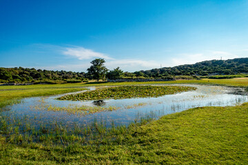 Viele Seerosen auf einer sumpfigen Wiese