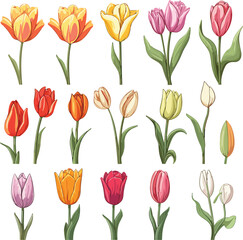 Big set of multicolored tulips. Spring realistic flowers.Easy to edit and customize for your design, patterns, cards banners posters.Generative AI illustration.