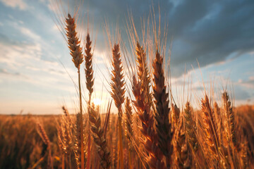 Ripe wheat fields, agricultural land, pre-harvest state at beautiful sunset - 614857249