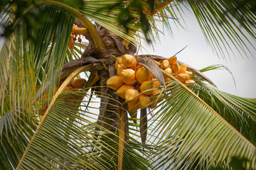 King coconut ripen in the tree with fresh and refreshing look