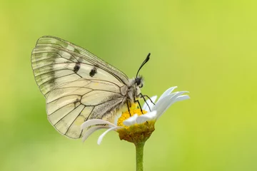 Poster Macro shots, Beautiful nature scene. Closeup beautiful butterfly sitting on the flower in a summer garden. © blackdiamond67