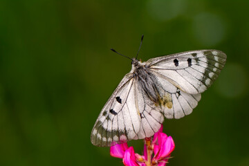 Macro shots, Beautiful nature scene. Closeup beautiful butterfly sitting on the flower in a summer garden.