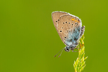 Macro shots, Beautiful nature scene. Closeup beautiful butterfly sitting on the flower in a summer garden.