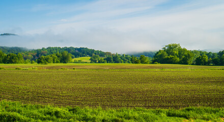 Fototapeta na wymiar recently planted fields of corn in early summer in Vermont 