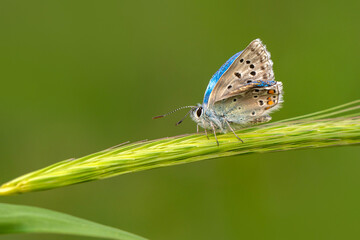 Obraz premium Macro shots, Beautiful nature scene. Closeup beautiful butterfly sitting on the flower in a summer garden.