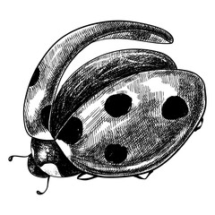 Sketch ladybug on white background, pen and ink vintage animal illustration. © Ann Lou
