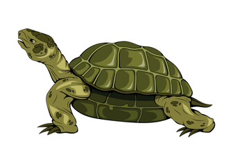 Sea turtle. Vector illustration of a marine animals. Save a turtle