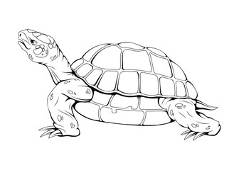 Sea turtle. Vector illustration of a sketch marine animals. Save a turtle