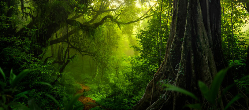 Tropical rain forest with big tree © quickshooting